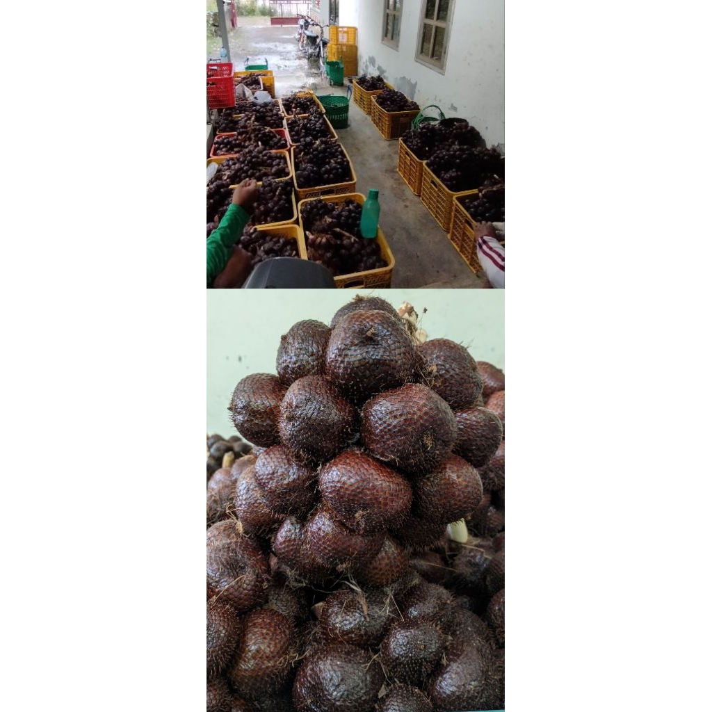 salak pondoh segar asli pronojiwo lumajang