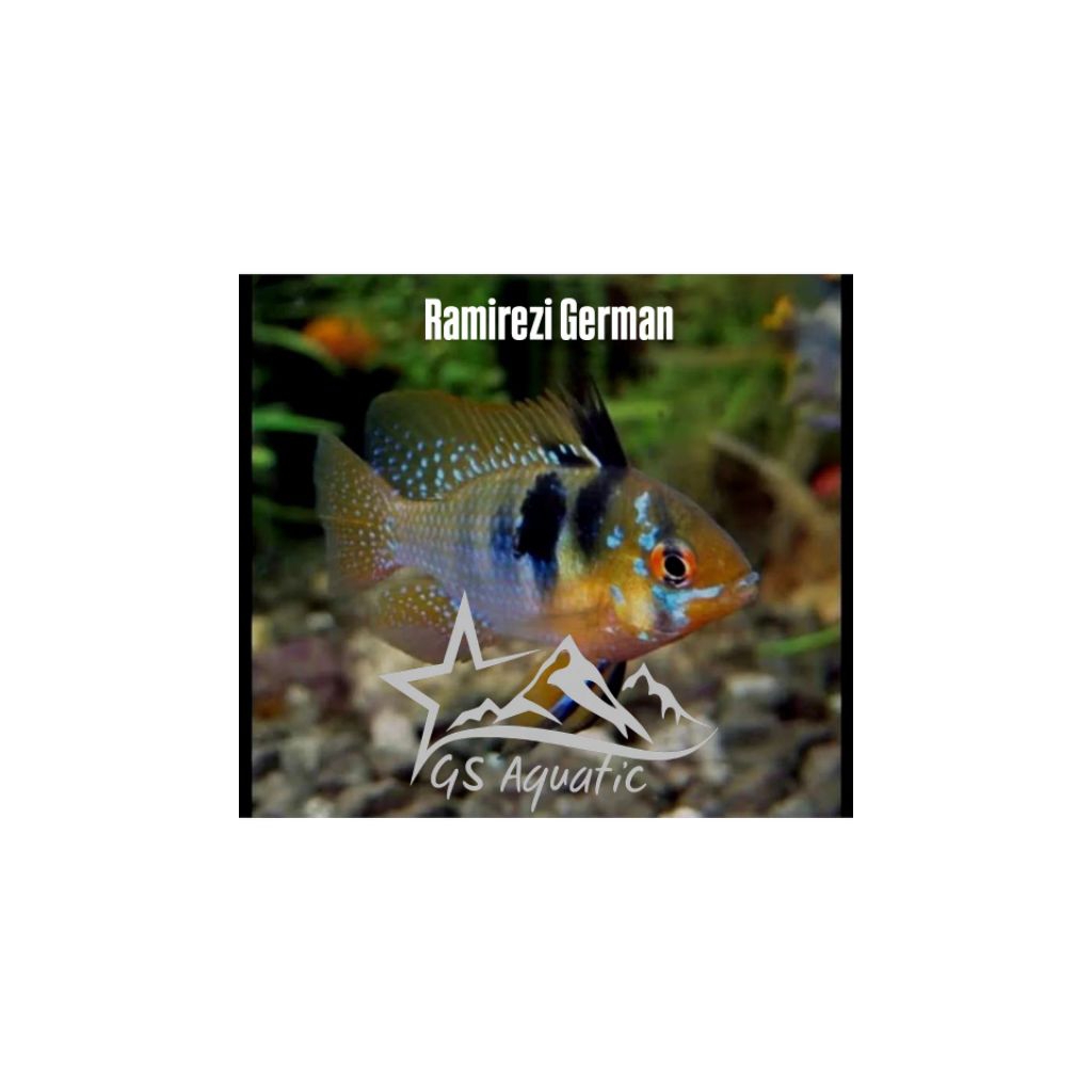 Hiasan Aquarium Ramirezi German