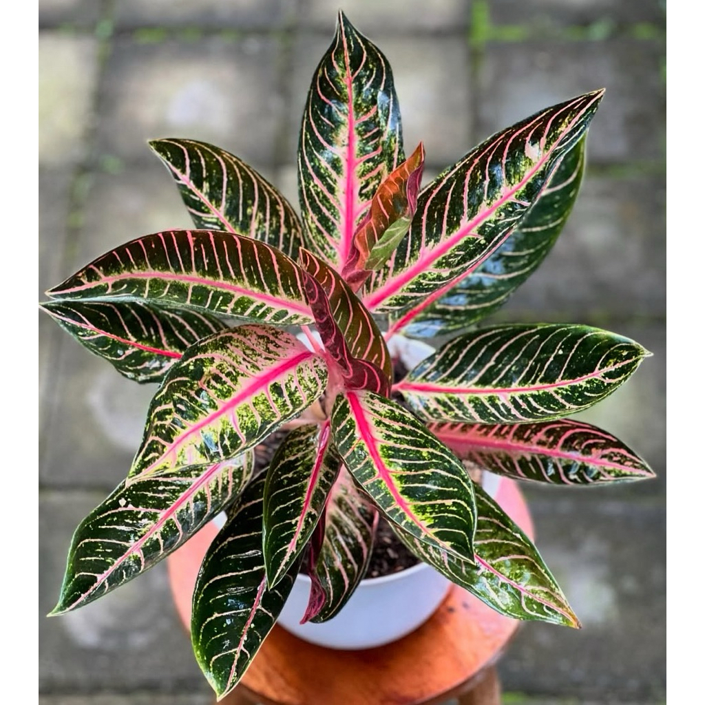 Aglonema red sumatra - bibit bonggol asli - tanaman hias