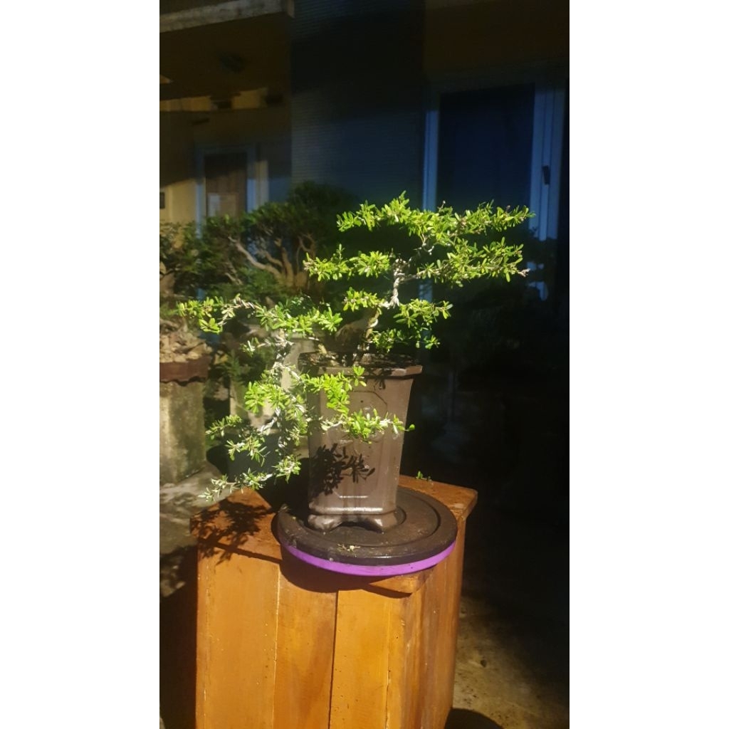 Bonsai Saeng Simbur Vietnam Mikro