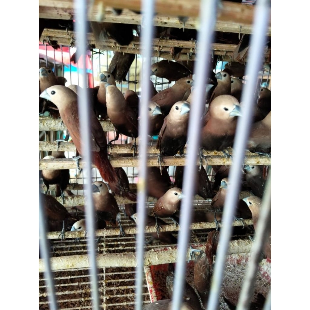 Burung Emprit Kaji - Bondol Kaji - Emprit Kepala Putih