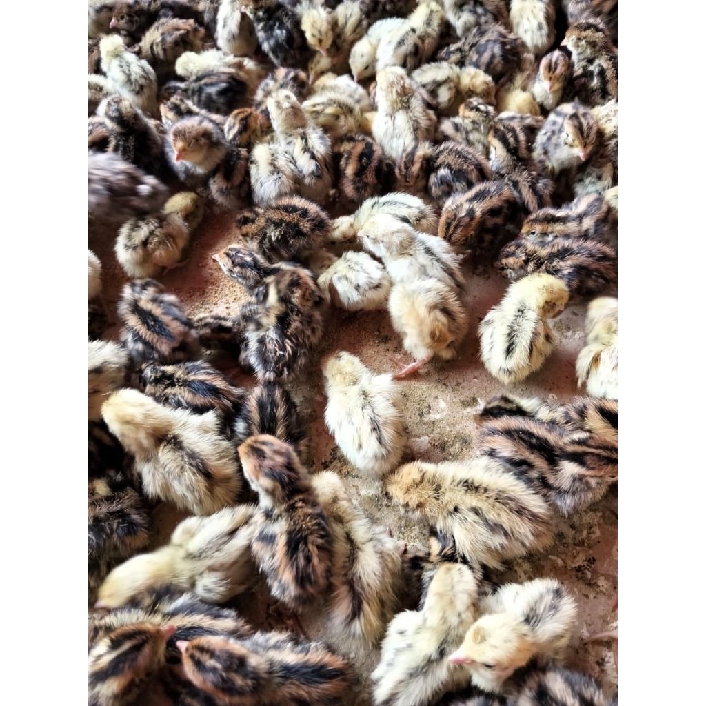 Bibit Puyuh Kecil - DOQ - Puyuh Kecil - Anak Puyuh