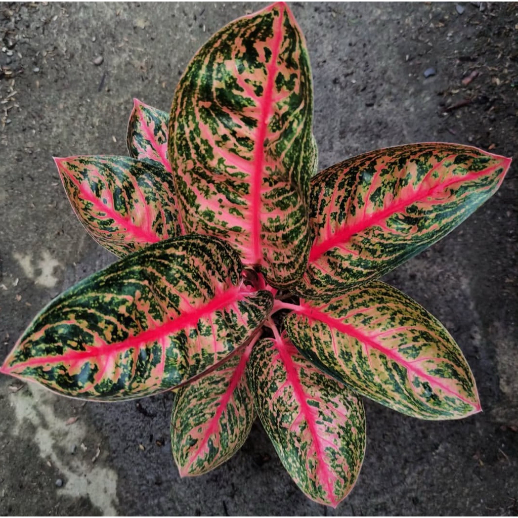 Aglonema widuri tulang merah - bibit bonggol asli