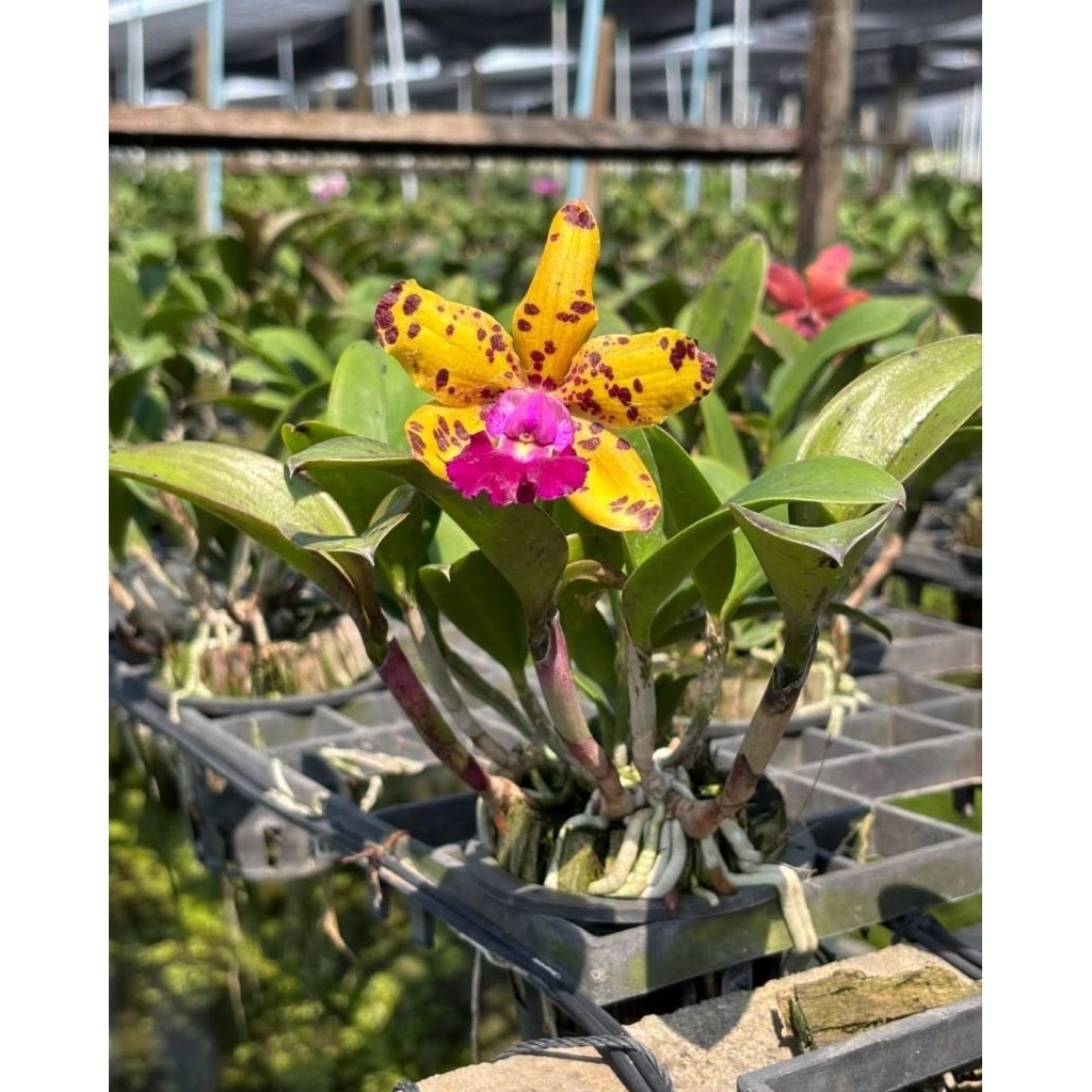 Anggrek knop cattleya Jungle elf