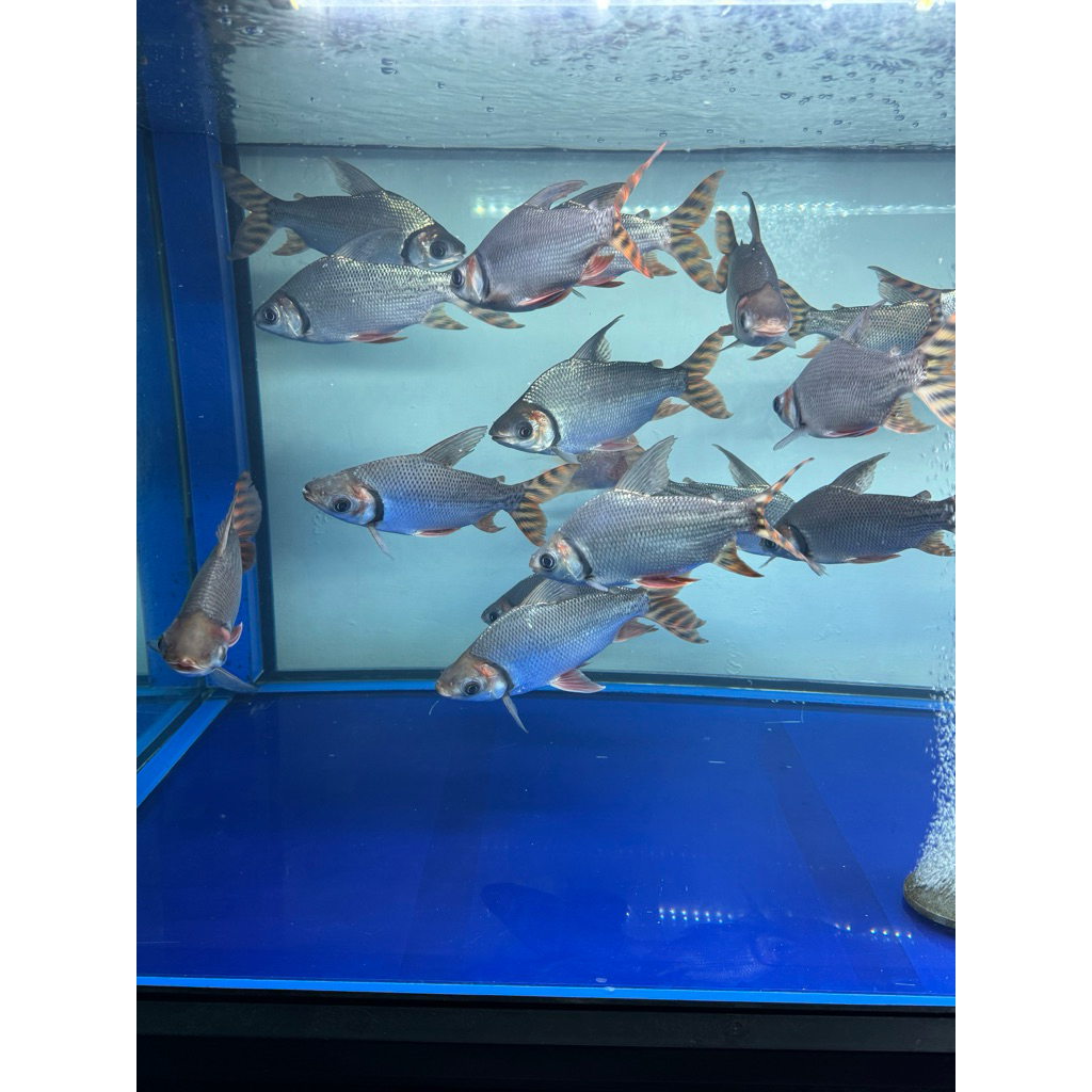 Ikan Red FeiFeng || American Redtail