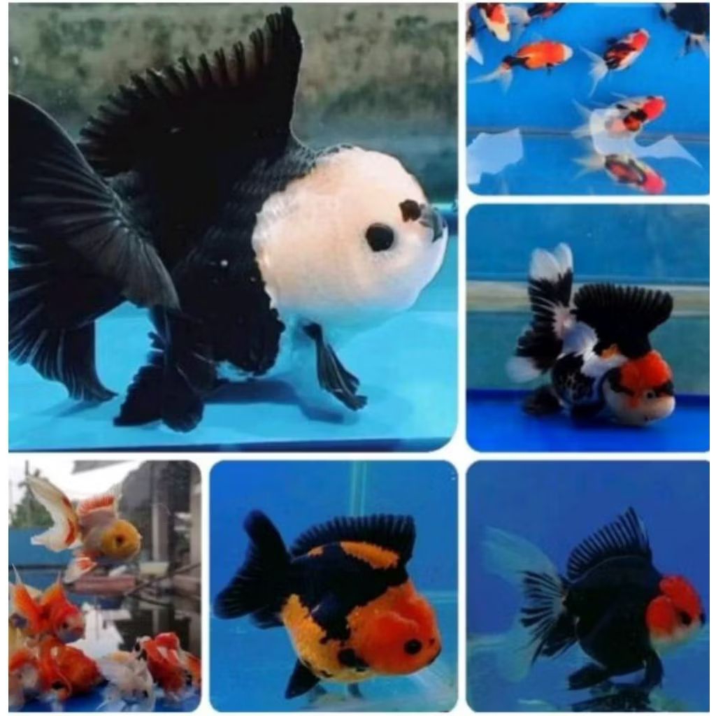 IKAN HIAS KOKI KALIKO / KOKI 3 COLOUR vitamin super original dekorasi Akuarium