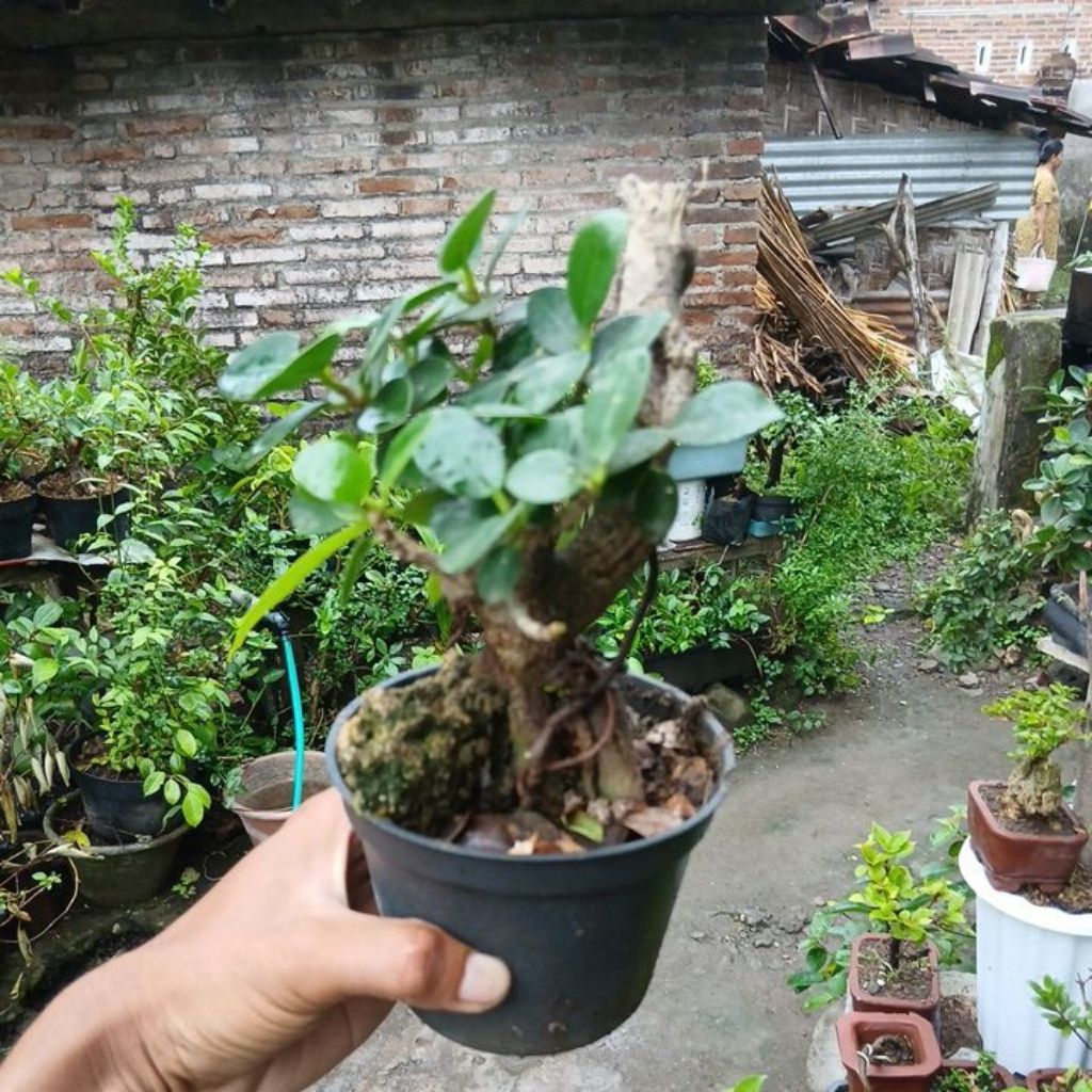 bonsai dolar micro