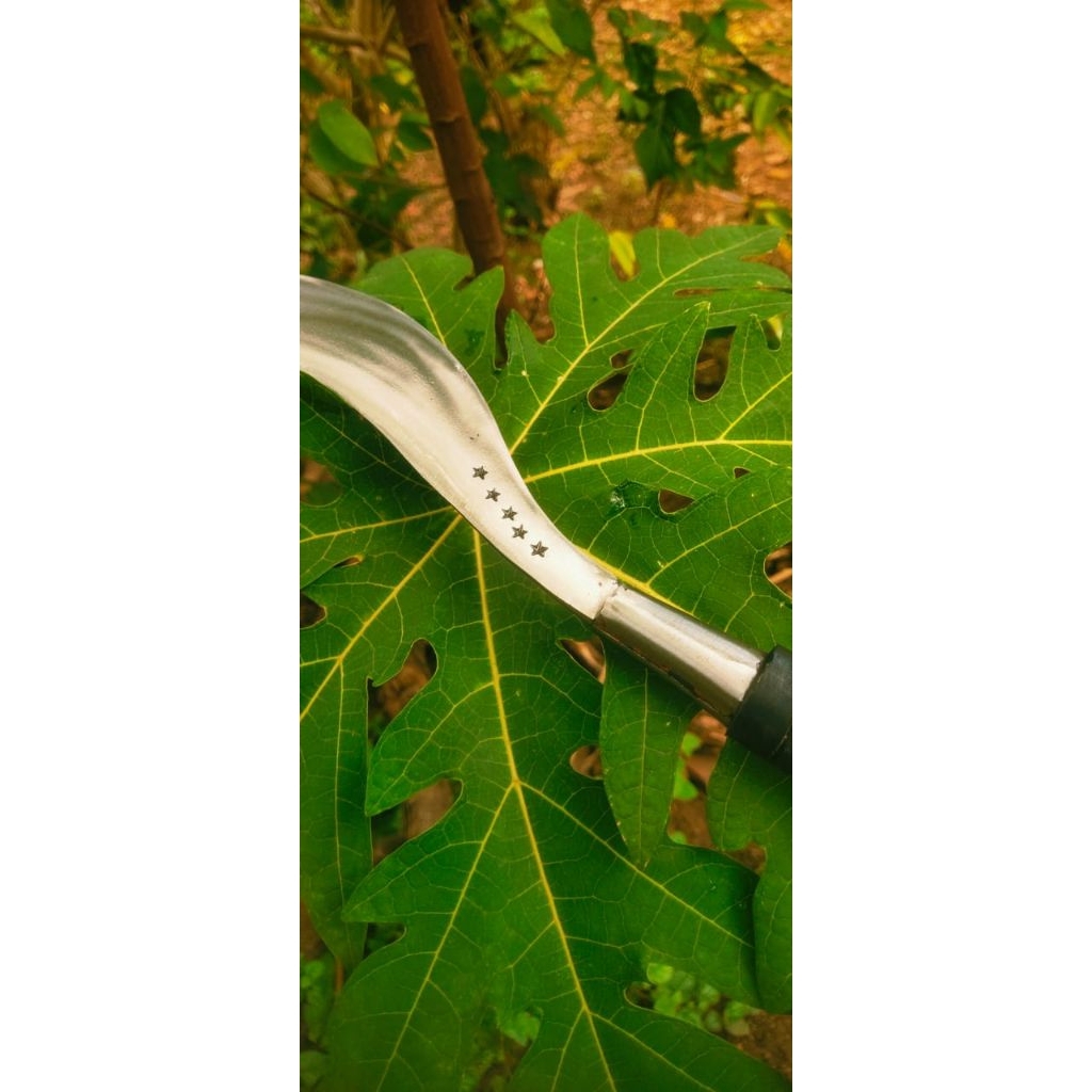 arit rumput bintang 5 asli madura