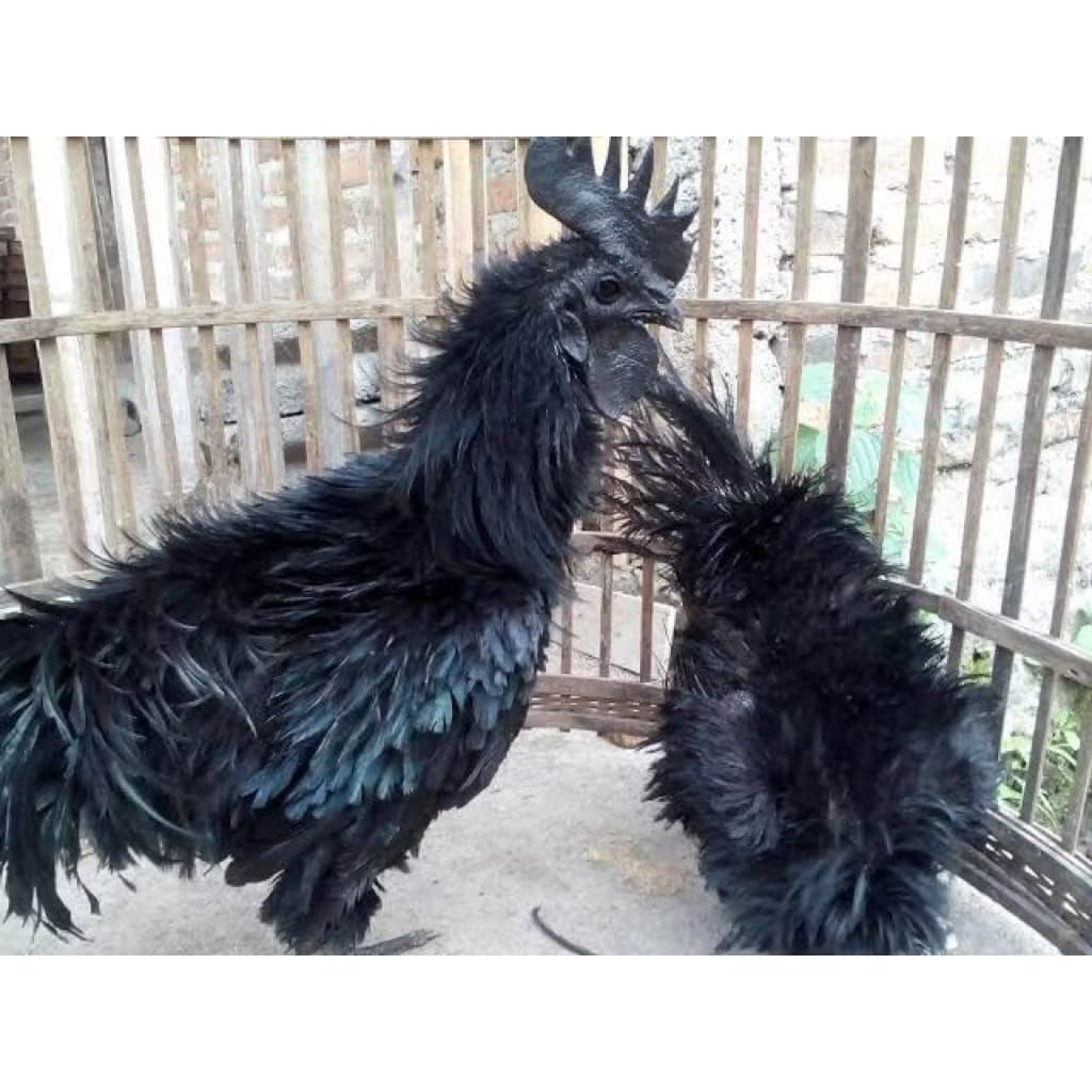Ayam Cemani Walik Asli Pilihan Indukan