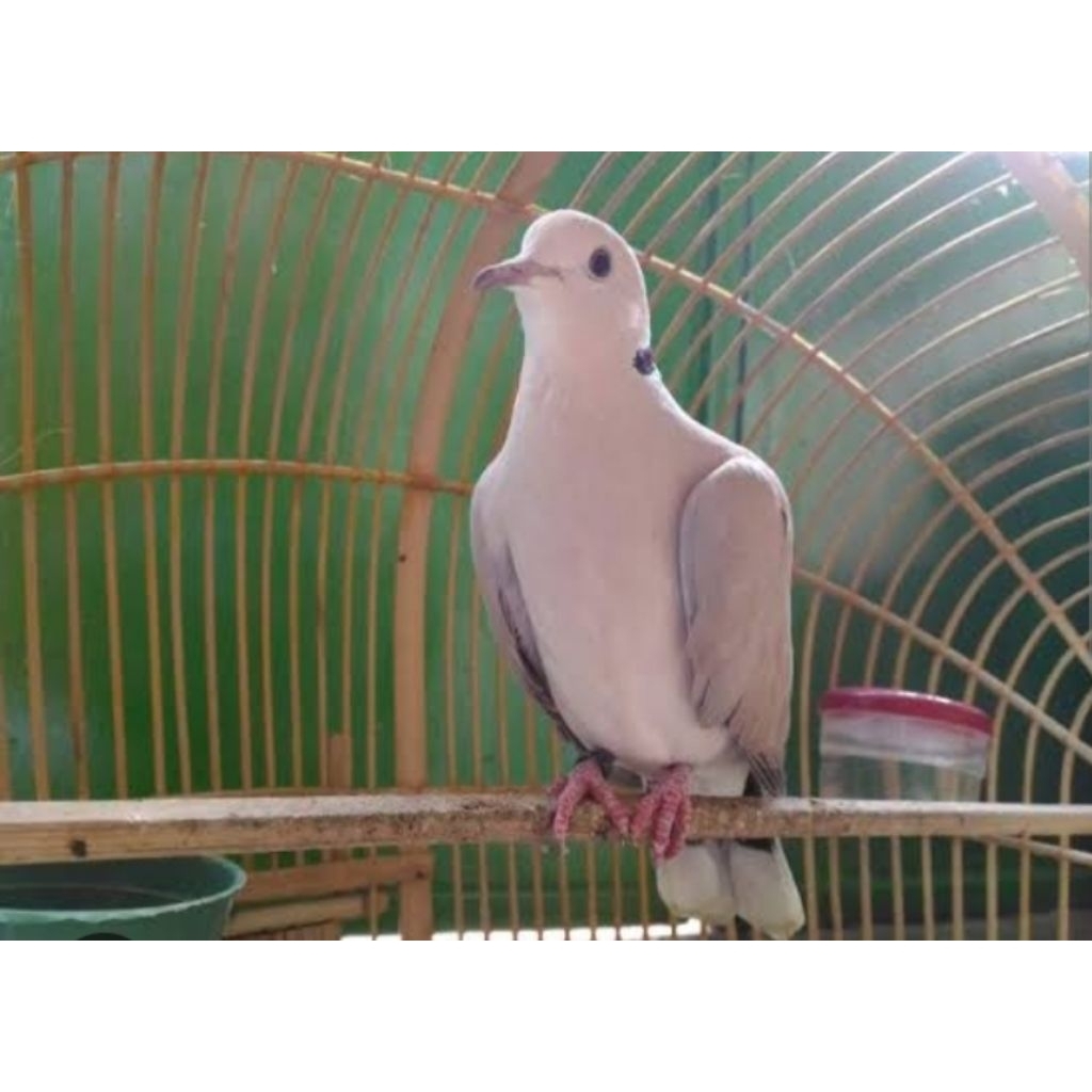 puter pelung sudah gacor siang malam