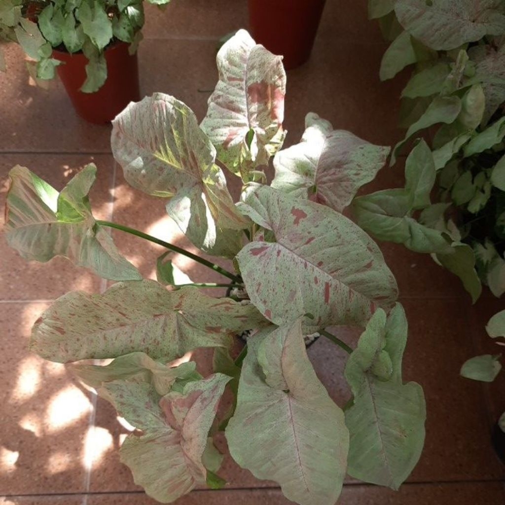 Singonium milk confetti