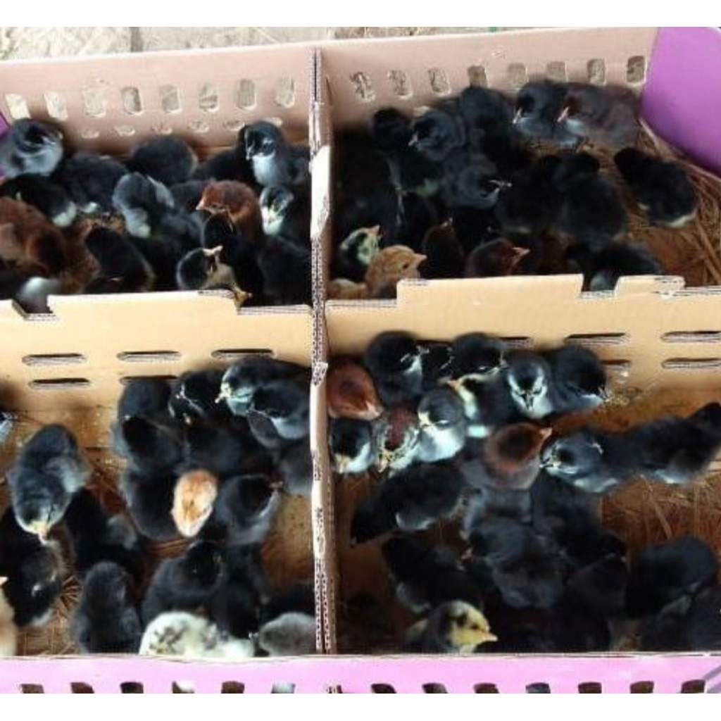Grosir DOC AYAM KAMPUNG UNGGUL (KUB) vaksin per-Box isi 102 ekor.