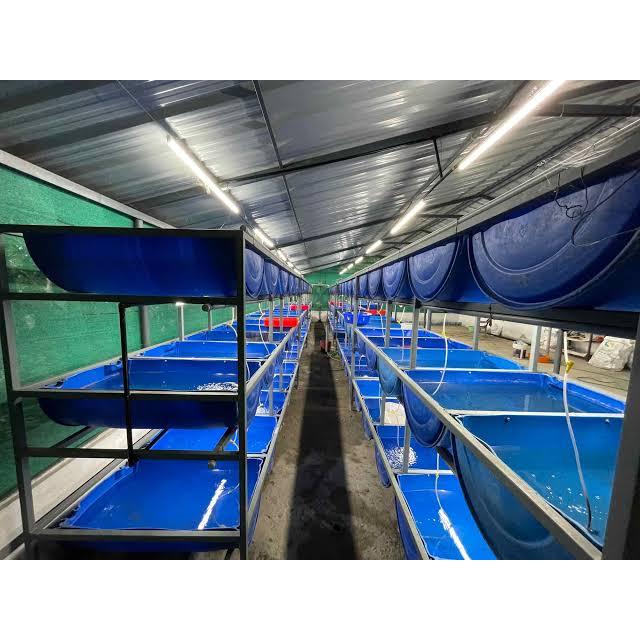 Guppy Dragon Green / Hiasan Aquarium