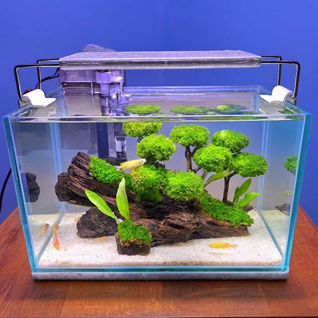 Aquarium - Akuarium kaca ukuran 30x40x30cm