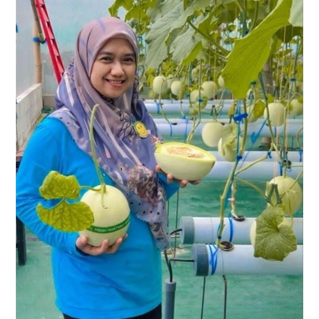 Melon Honey Globe Hidroponik