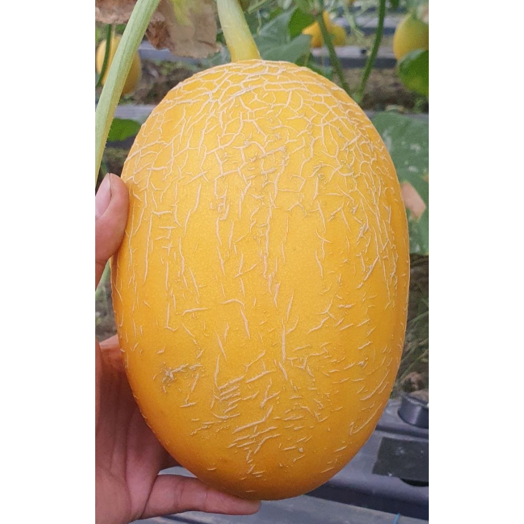 MELON SWEET LAVENDER (1KG)