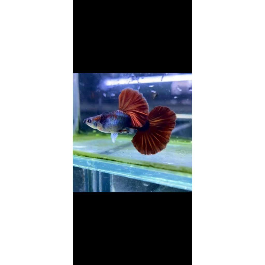 HB Red Rose Tail Sepasang