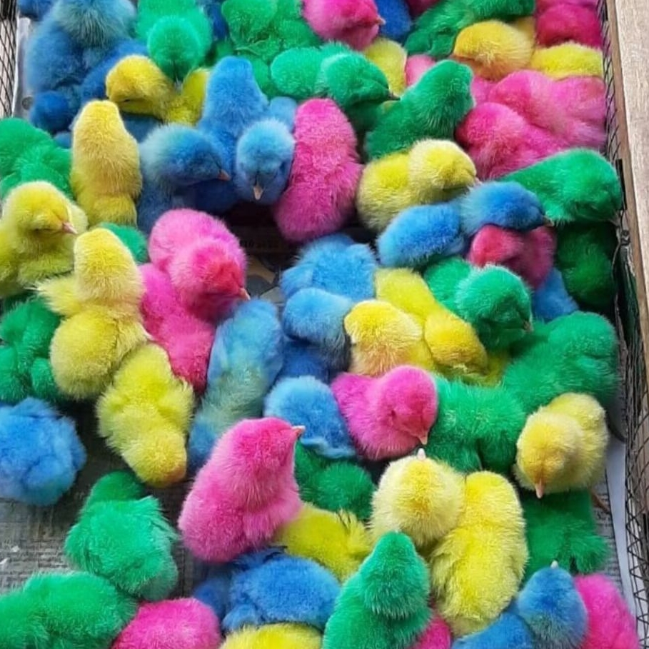 DOC AYAM PELANGI VAKSIN WARNA WARNI beli 15 gratis 1.