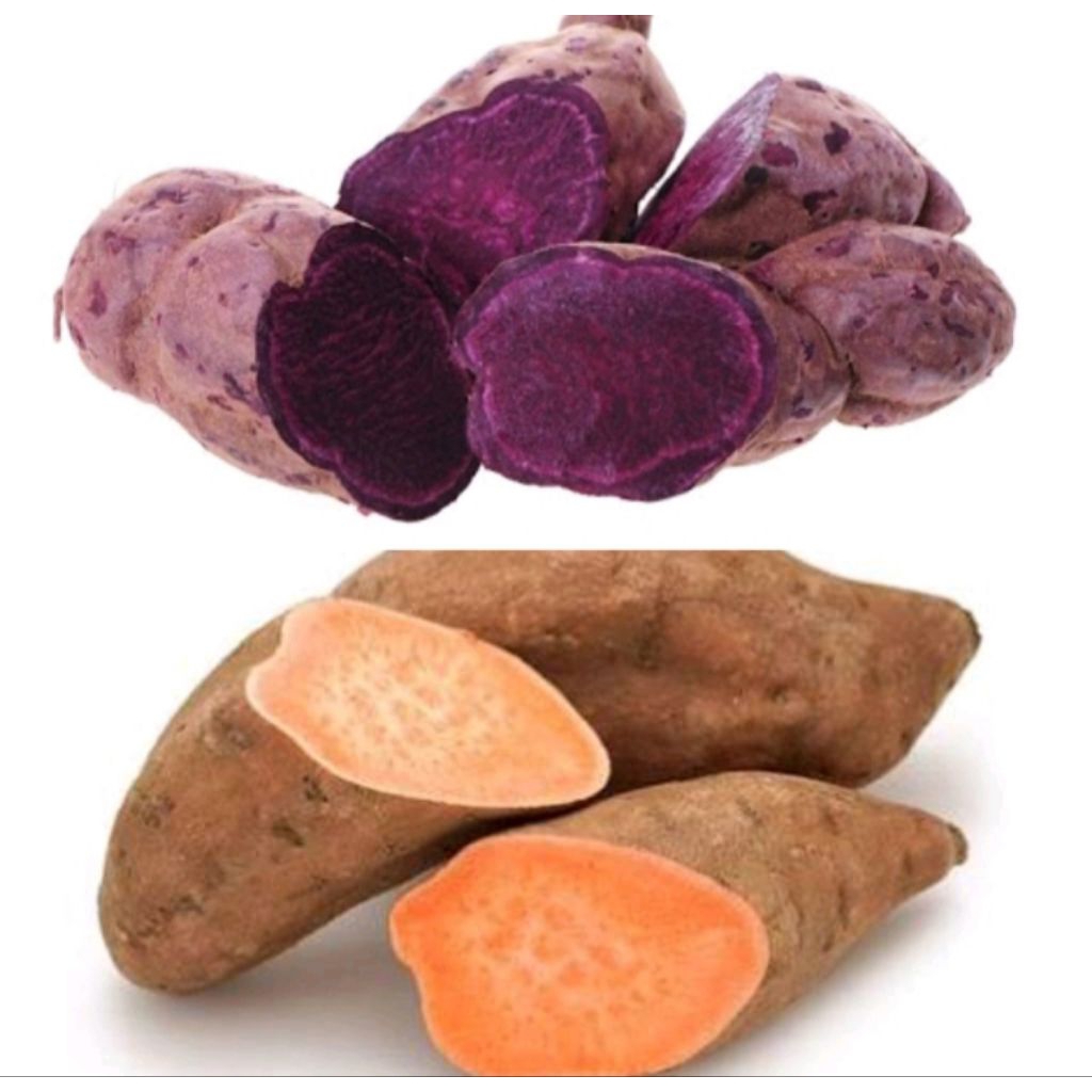 ubi ungu murasaki/ubi madu/ubi oren 1kg/bibit