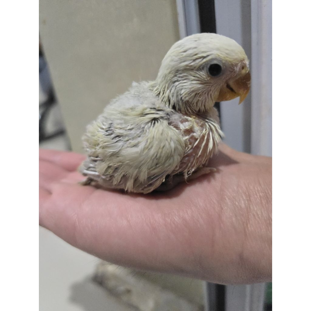 Burung Lovebird NK nonnklep jinak