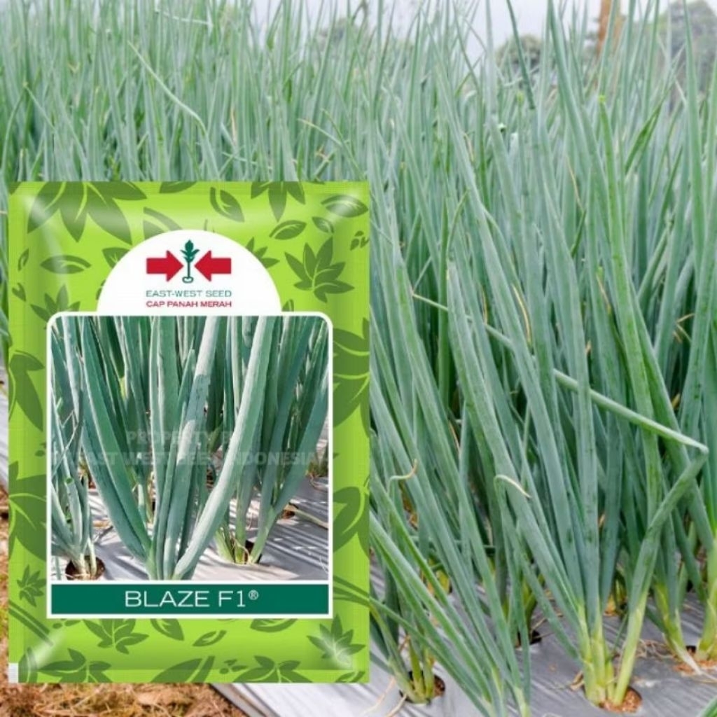 100 biji benih daun bawang blaze f1
