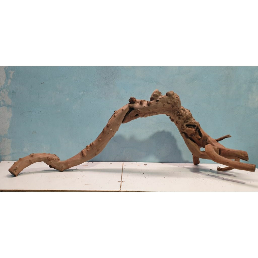 kayu santigi laut tenggelam P76 T30 L32