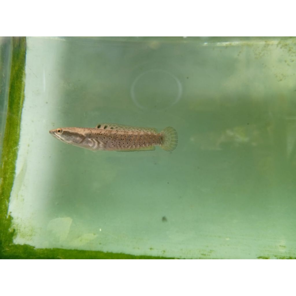 ikan ikan channa hidup