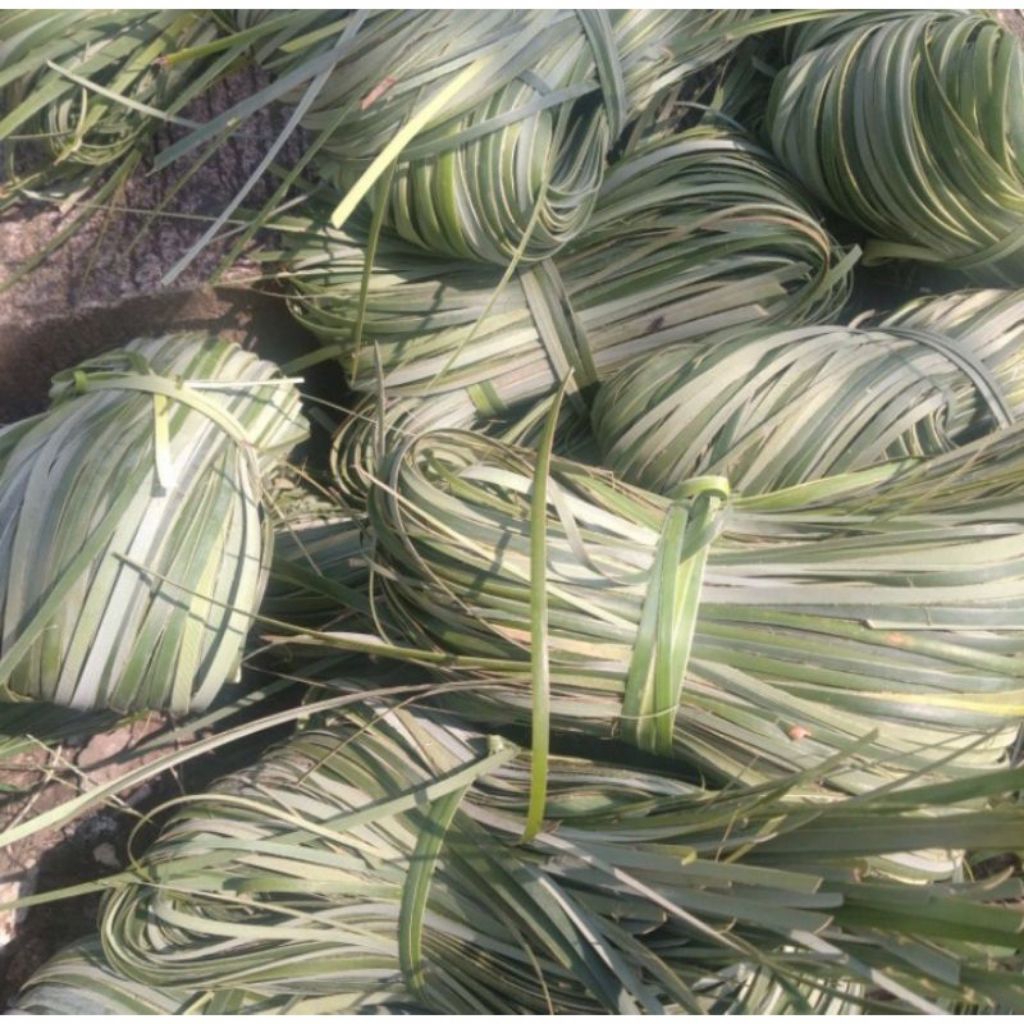 Daun pandan kering bahan kerajinan/dekorasi 1 kg