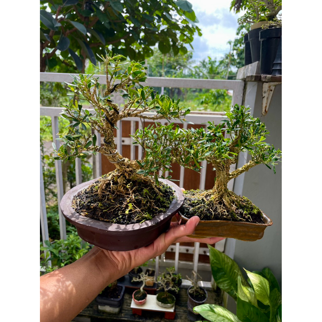 Bonsai siap pajang
