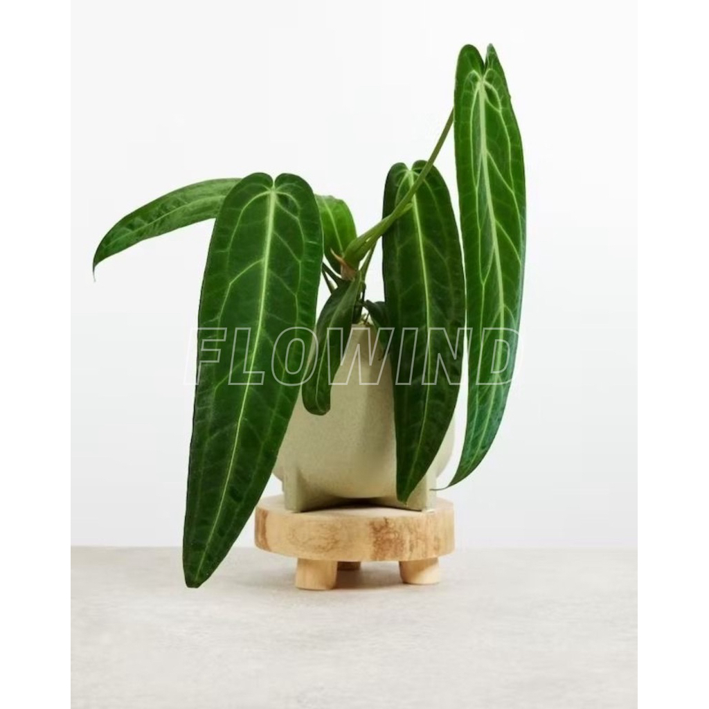 Tanaman Hias bunga Koleksi Anthurium Lidah gajah warocqueanum Besar termurah bagus untuk hiasan