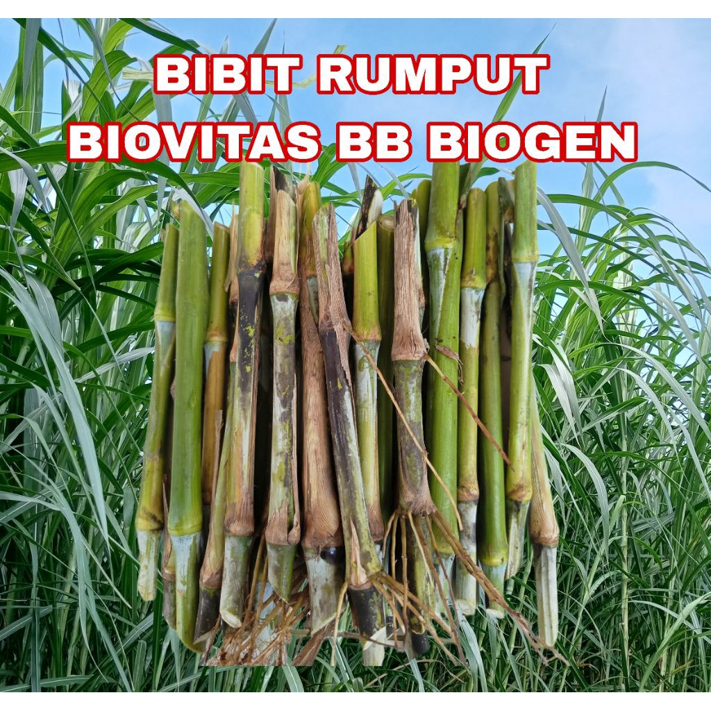 BIBIT RUMPUT BIOVITAS 1 KG