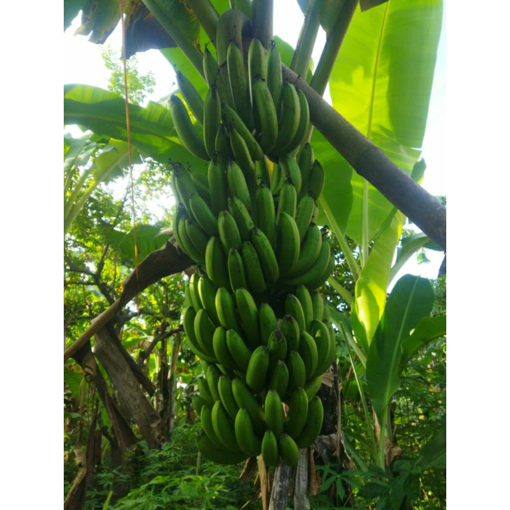 bibit pisang Cavendish G9