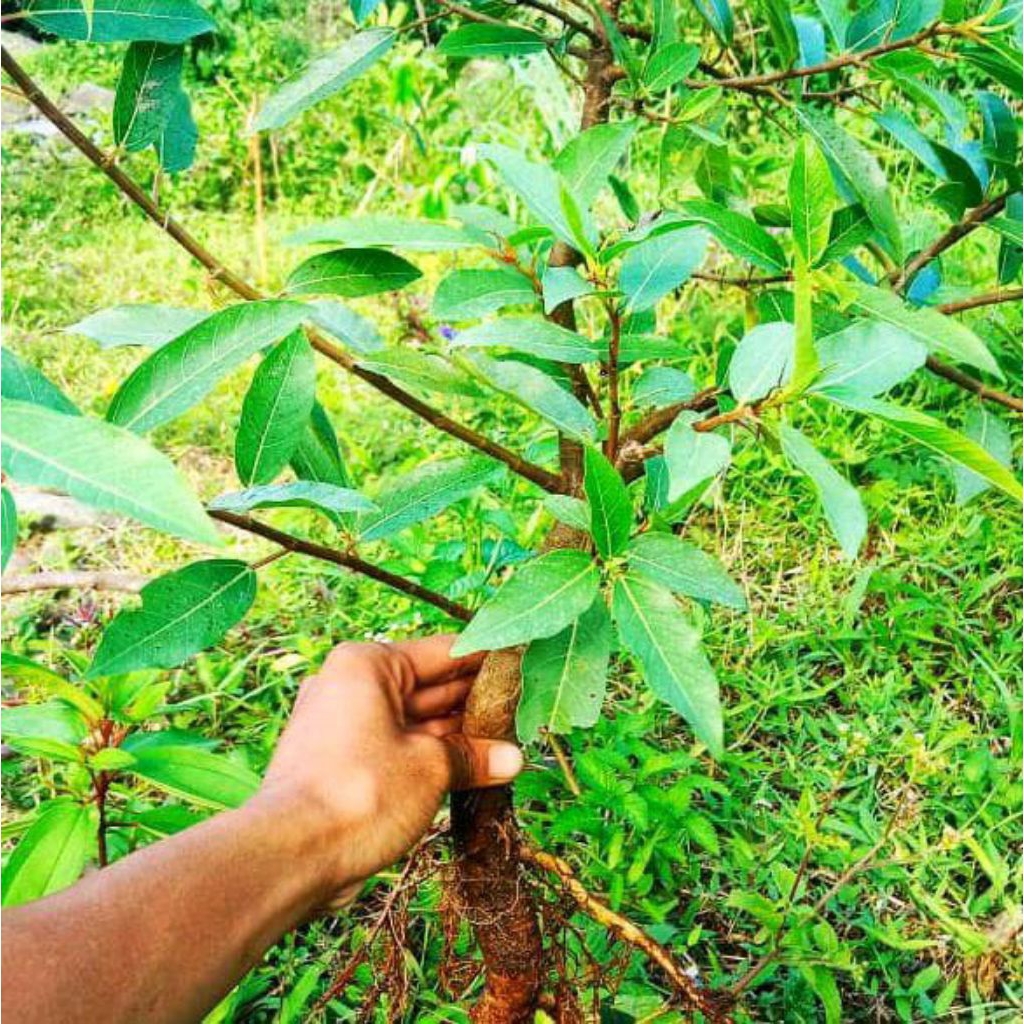 promo bahan bonsai loa cabutan termurah,loa cabutan dari sungai dari sungai cantik berkarakter