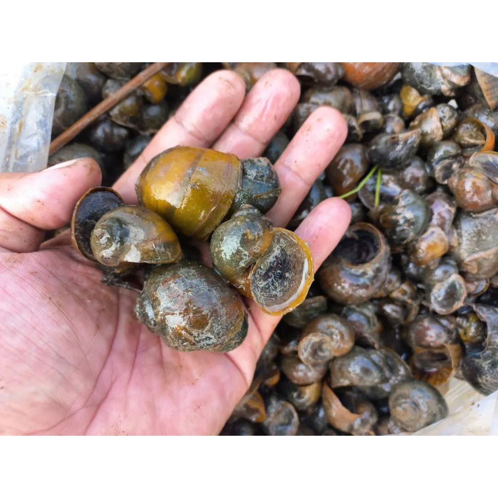 keong sawah mentah super premium