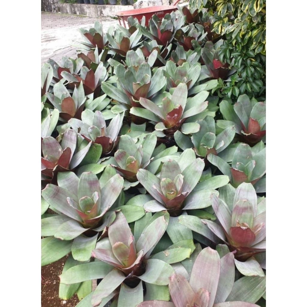 Tanaman Hias Bromelia Giant Merah - Tanaman Hias Bromelia Giant Besar - Bromelia Rimbun - Bromelia M