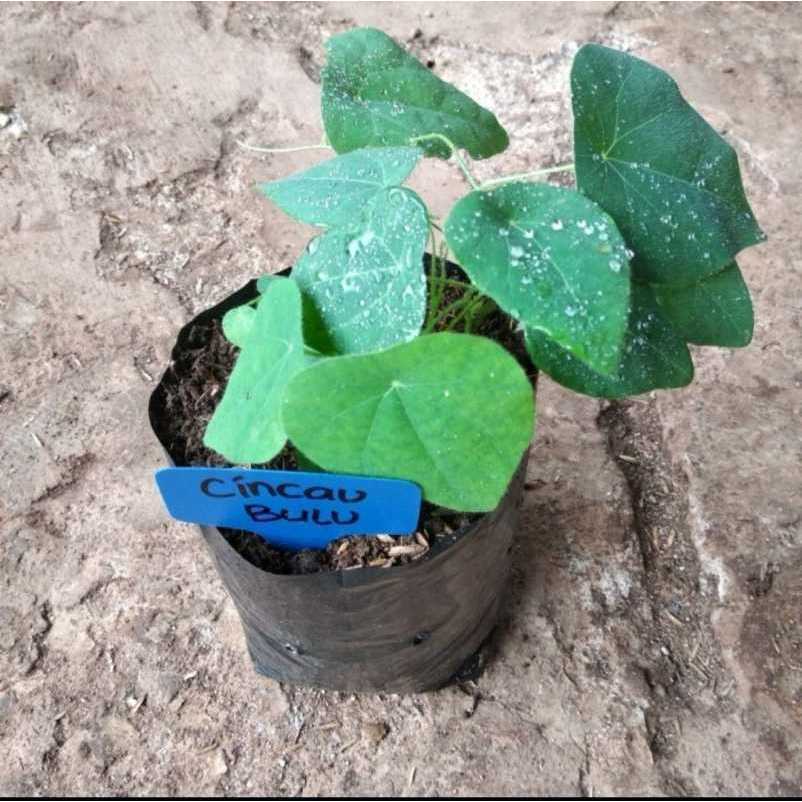 Bibit Cincau Bulu Tanaman Cincau Rambat Siap Tanam -+15 cm ( Bukan Biji/ Benih )