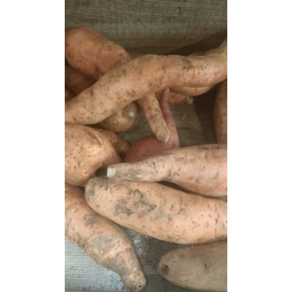 ubi jalar kuning/ubi jalar ungu