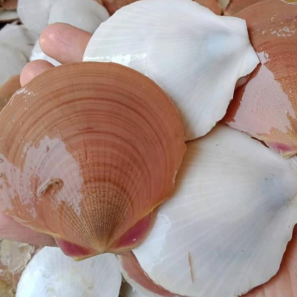 Kerang Segar Kerang 1Kg Seafood Kerang Laut Segar Kerang Simping 1Kg Kerang Simping Segar Kerang Kip