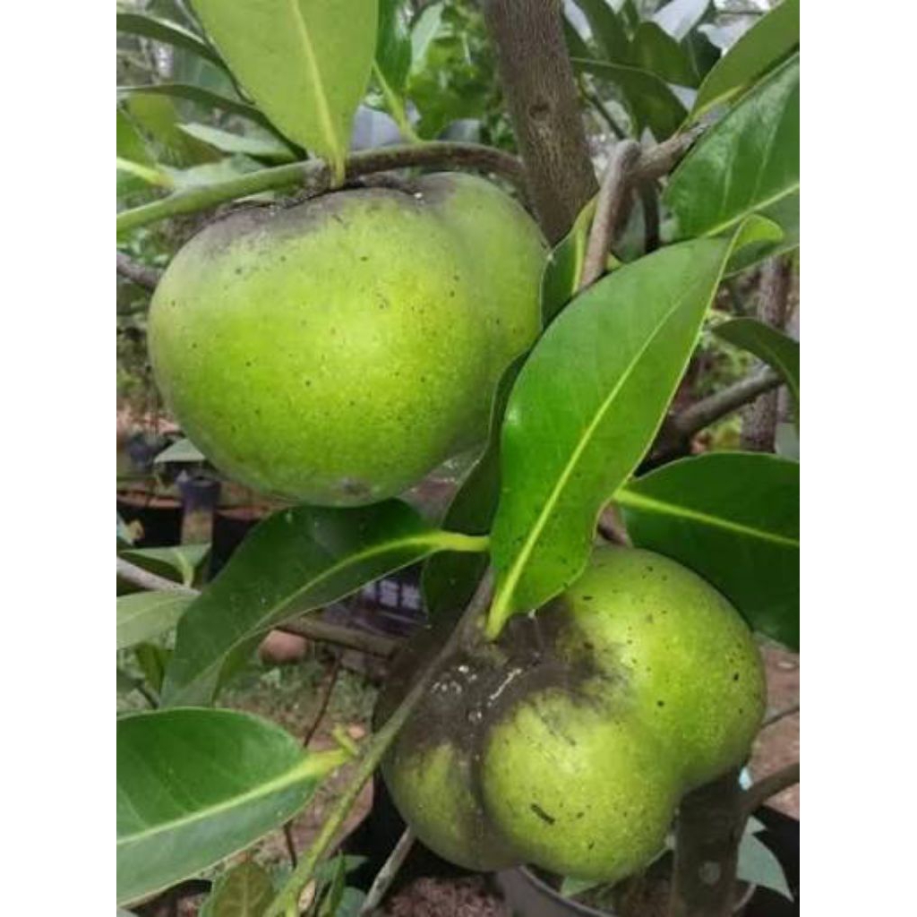 bibit black sapote hasil cangkok super unggul