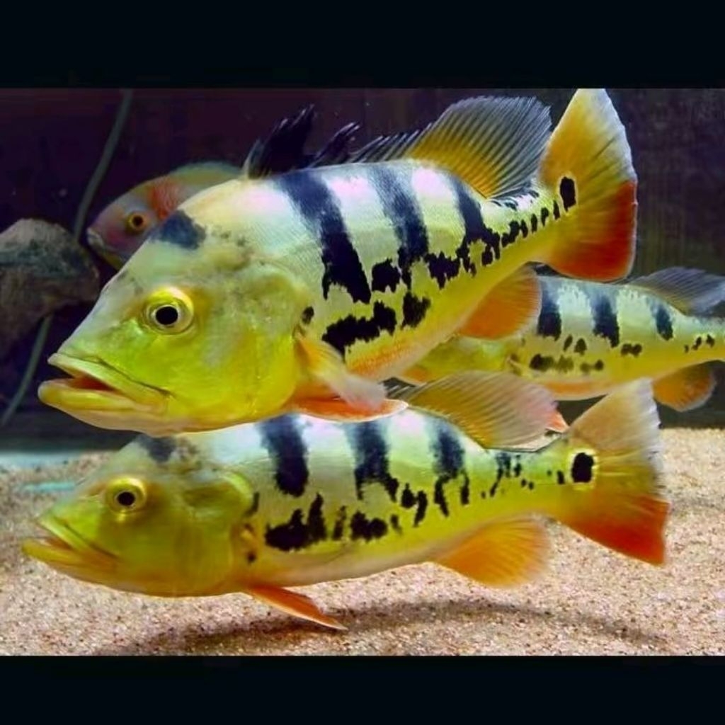 Peacock Bass Mono 8-10cm Ikan Hias