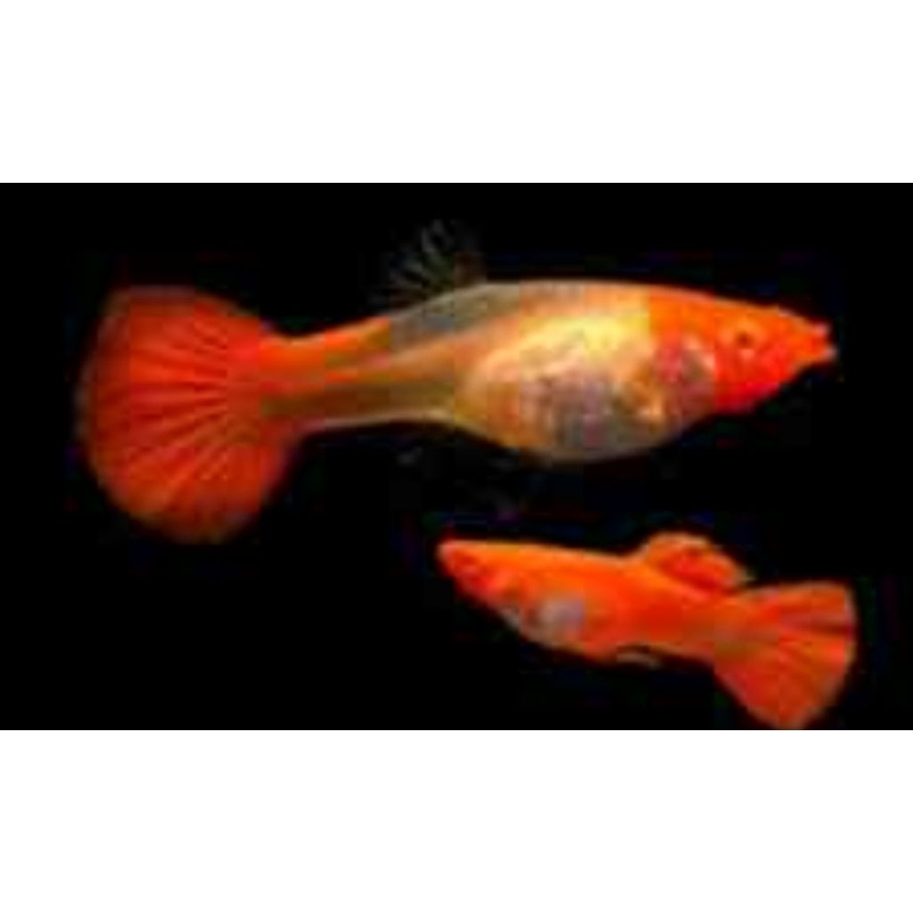 stiker guppy albino koi