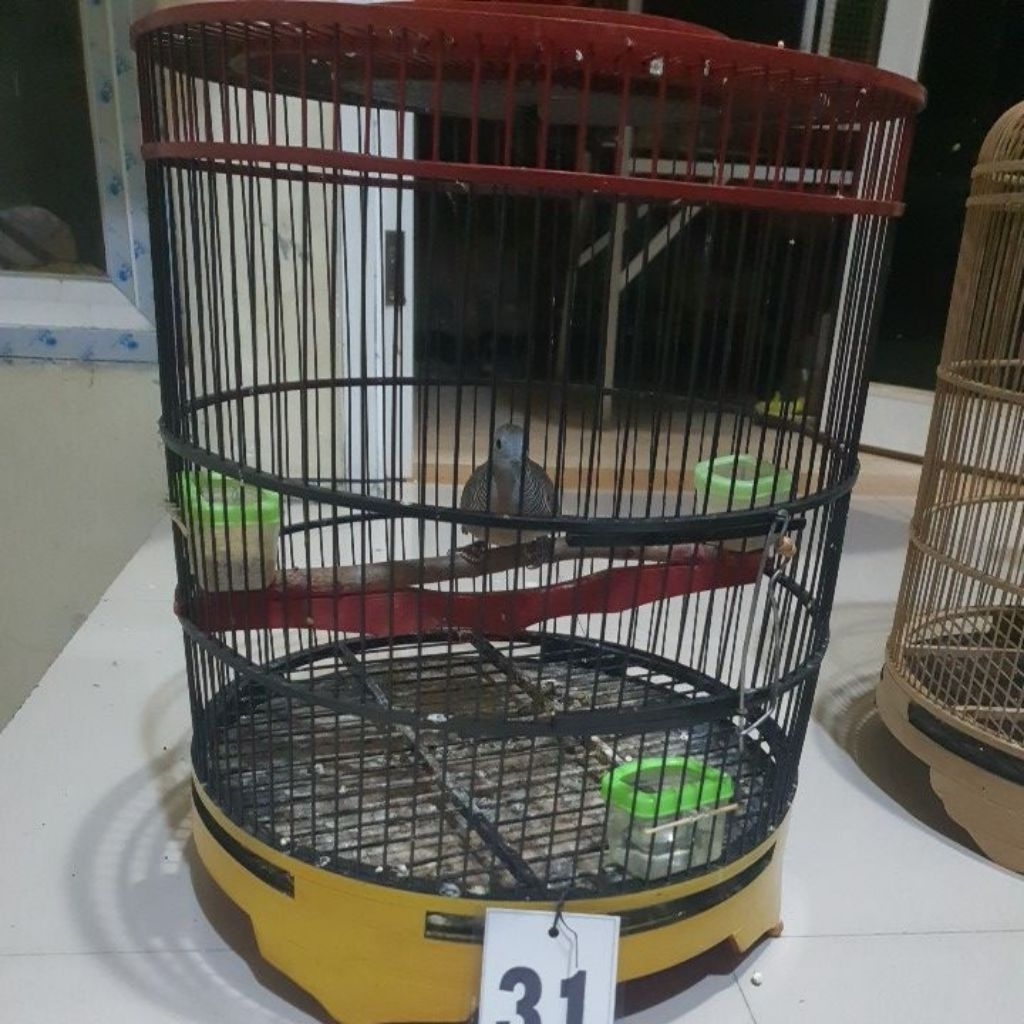 perkutut bangkok gacor