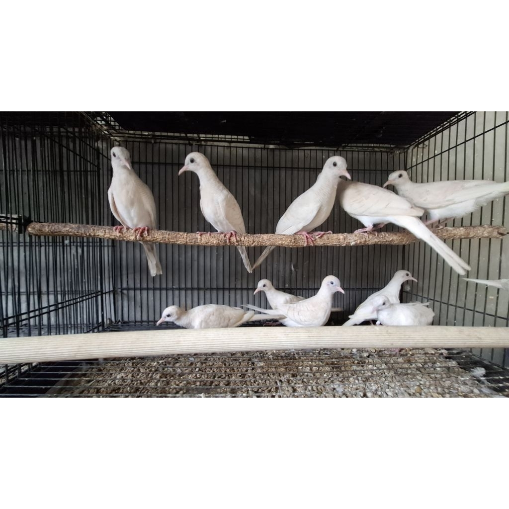 perkutut putih lurik