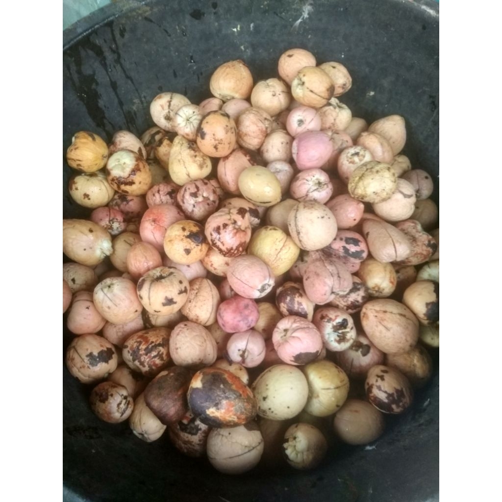 Biji Alpukat Siap Semai