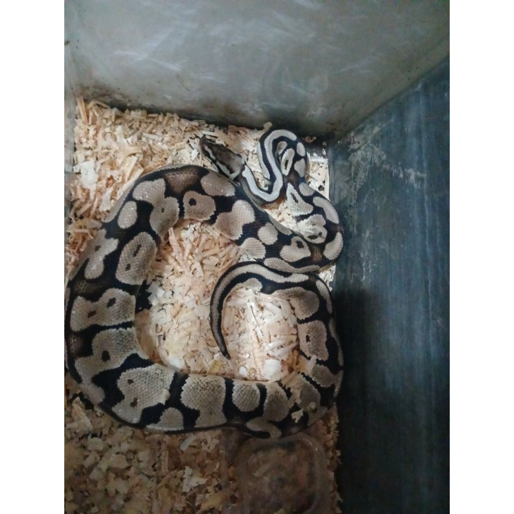BALL PYTHON PASTEL FEMALE ADULT (CALON INDUK)