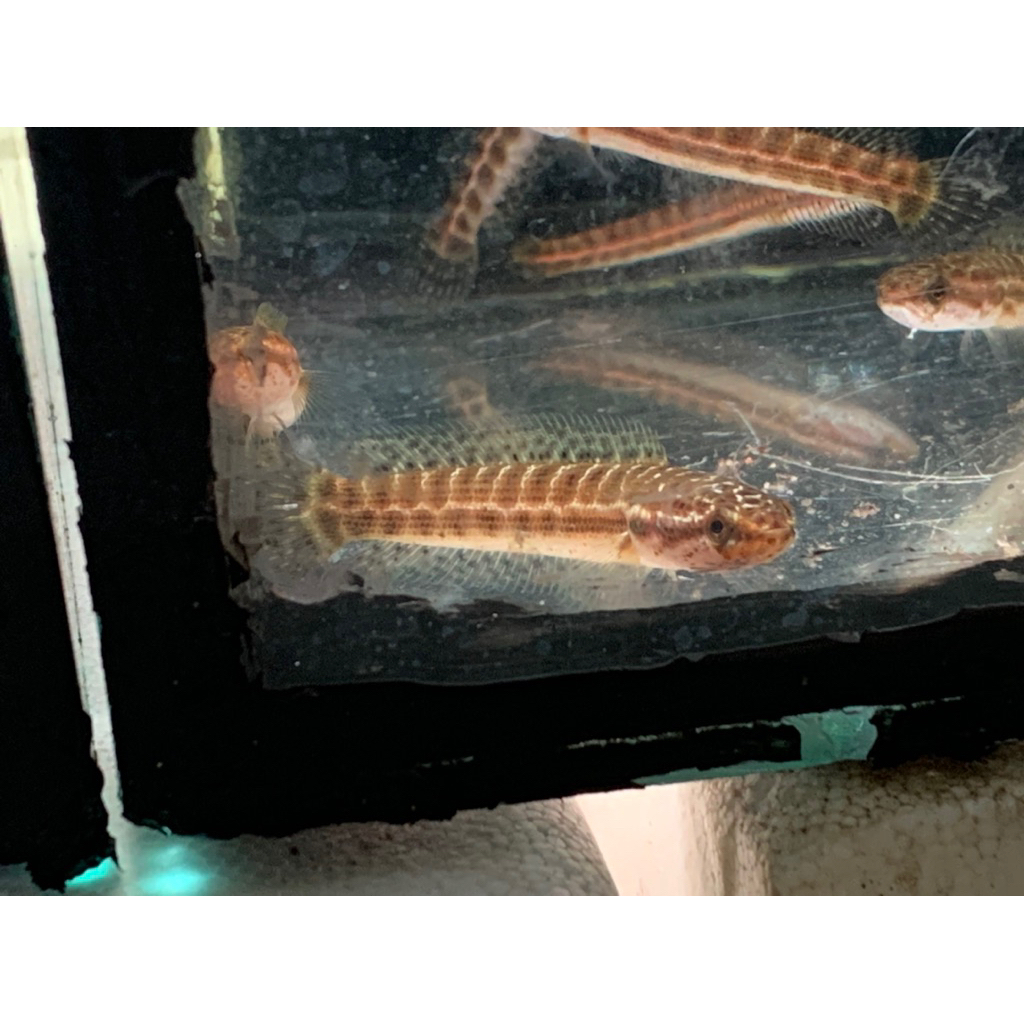 patung mental C. Bankanensis