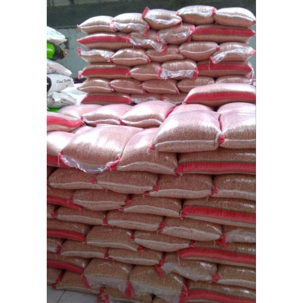 JAGUNG MERPATI JAGUNG UNYIL KECIL JAGUNG MADUTA JOS JOS JIS KECIL KECIL MERAH JAGUNG OREN