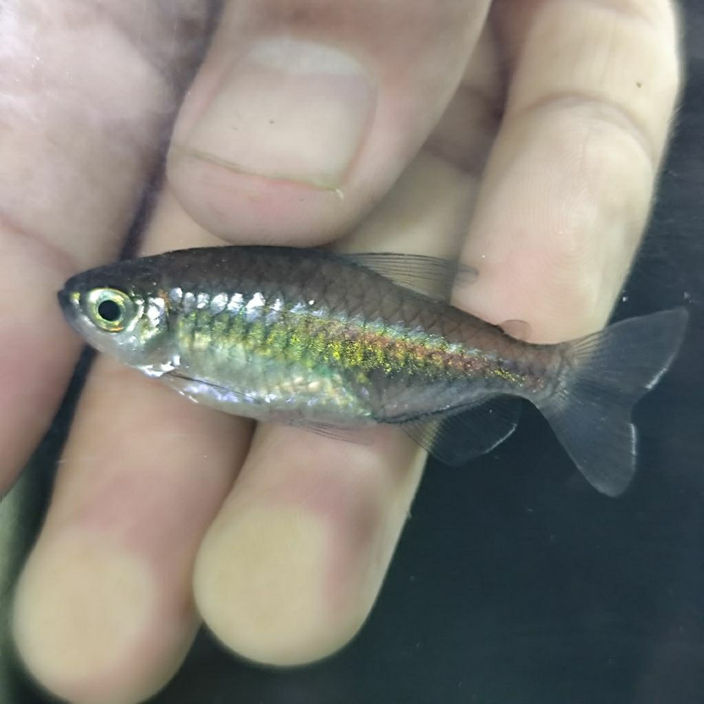 aquascape Congo Tetra/Congo/aksesoris aquarium/aquarium