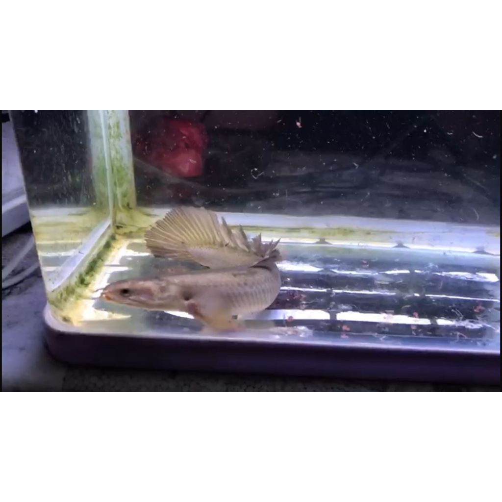 Palmas Senegalus Golden Slayer size indukan