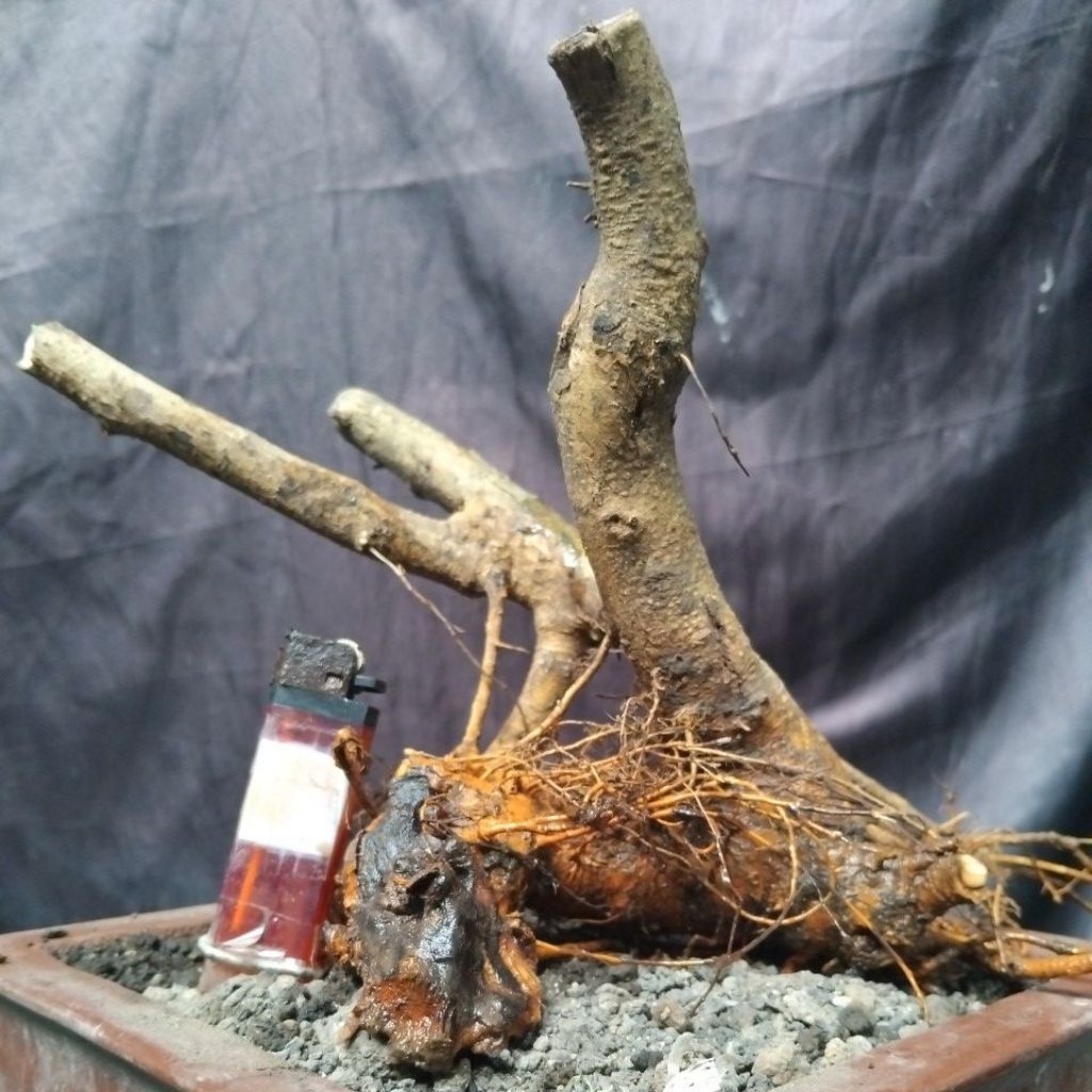 Bahan Bonsai Sisir Kaliage Dongkelan Small Medium Size The Maxx 30 cm real pick